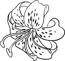 black contour drawing of a lily flower, isolated element, decor