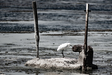 Little Egret, western Orbetello lagoon