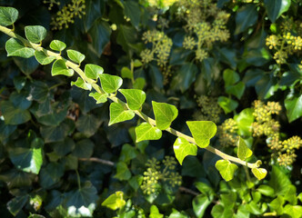 green ivy leaves background