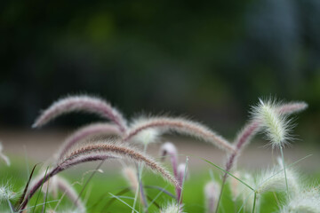 Obraz premium ornamental flowers. beautiful ornamental flowers photographed during the day in natural light.