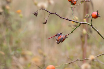 Ripe rose hips on a branch.Autumn natural background with rose hips and dragonfly.