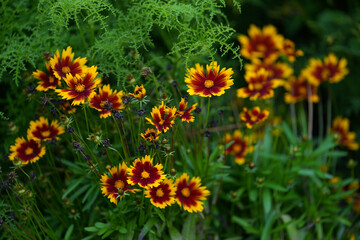 ornamental flowers. beautiful ornamental flowers photographed during the day in natural light.