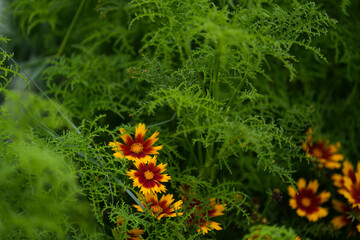 decorative flowers in a park.