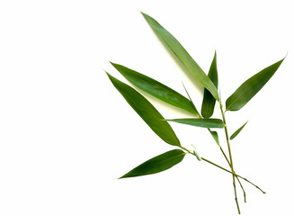 Fototapeta premium bamboo leaves isolated on white