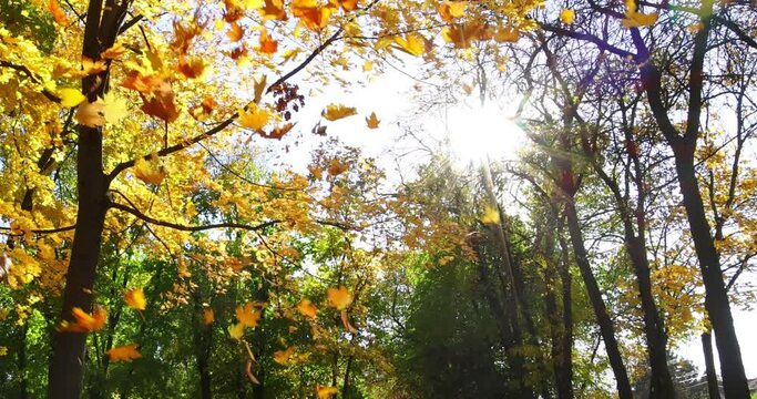Beautiful autumn landscape with yellow trees and sun. Colorful foliage in the park. Falling leaves natural background, slow motion low angle