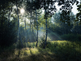 Promienie słońca w letni poranek przebijające się pomiędzy drzewami - obrazy, fototapety, plakaty