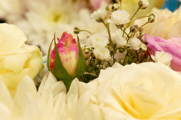 A pink rose among cream roses, on a blurred background. A holiday, a symbol of a wedding