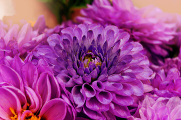Purple chrysanthemum flower on a blurred background. bouquet of chrysanthemums. Flowers