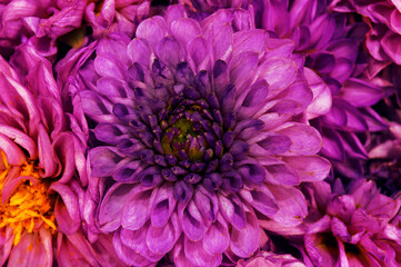 Purple chrysanthemum flower. bouquet of chrysanthemums. Flowers