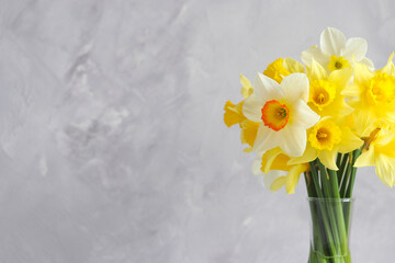 Beautiful bouquet of yellow daffodils against a gray wall with copy space. Greeting card for the holidays. Selective focus