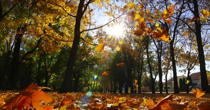 Beautiful autumn landscape with yellow trees and sun. Colorful foliage in the park. Falling leaves natural background, slow motion low angle