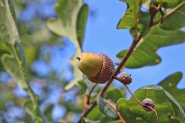 An acorn fruit on a oak branch in autumn