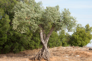Oivo durante el verano en olivar español