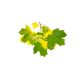 maple leaves isolated on white
