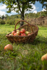 Basket filled with apples on a meadow orchard with apples in the foreground