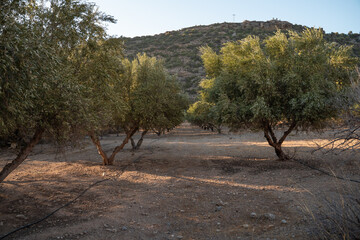 olive tree plantation, on the island of crete in greece