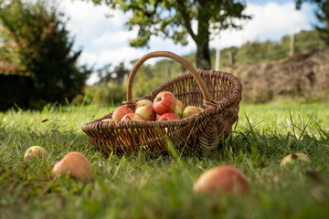 Basket filled with apples on a meadow orchard with apples in the foreground