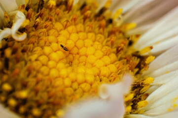 Close-up of the yellow center of a daisy, with pollen. Nature, summer, spring, eco