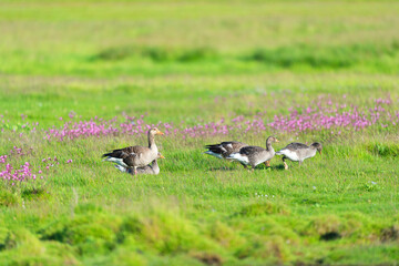 Obraz na płótnie Canvas Flock geeese in the grass