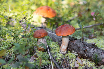 A forest edible brown boletus mushroom growing in a natural background. Karelia