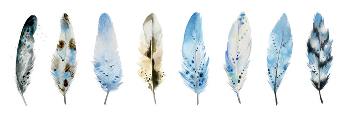 Watercolor feathers isolated on white background. Watercolour illustration feather 