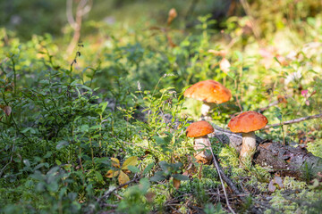 A forest edible brown boletus mushroom growing in a natural background. Karelia