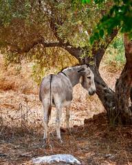 Obraz na płótnie Canvas a lonely sad donkey stands near a tree in the shade in the park