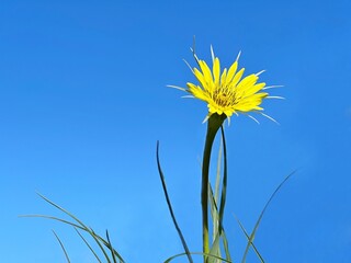 Yellow flower Salsify Tragopogon dubius against blue sky.