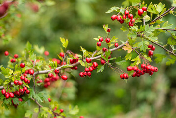 Obraz premium Red ripe cornelian berry or dogwoods growing in a meadow