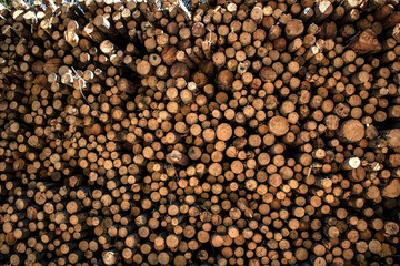 Textura Pila de arboles cortados en el bosque