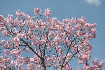ピンクの桜　花模様