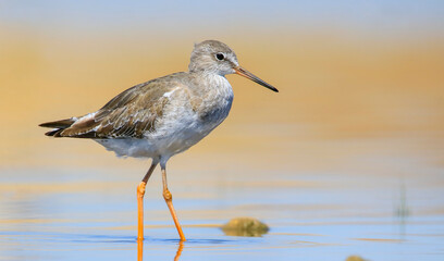 Common Redshank (Tringa totanus) is a migratory bird. It feeds on maggots and mollusks in wetlands in Asia, Europe, America and Africa.