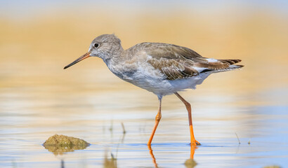 Common Redshank (Tringa totanus) is a migratory bird. It feeds on maggots and mollusks in wetlands in Asia, Europe, America and Africa.