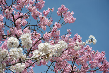 白とピンクの桜　花模様