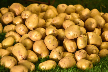 A bunch of potatoes at a public garden fair