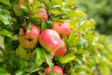 Fresh , red apples on tree branch.