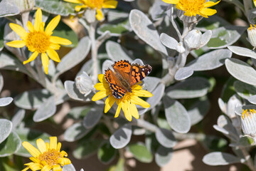 Photograph of a beautiful butterfly perched on a flower.	