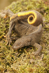 A female Italian crested newt, Triturus carnifex in anti-predator posure