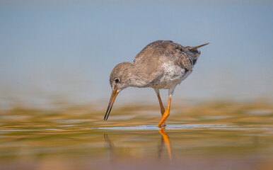 Common Redshank (Tringa totanus) is a migratory bird. It feeds on maggots and mollusks in wetlands in Asia, Europe, America and Africa.