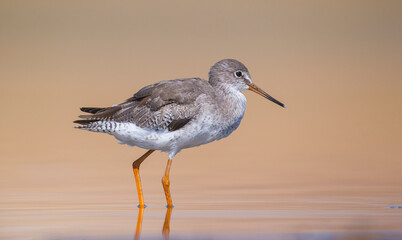 Common Redshank (Tringa totanus) is a migratory bird. It feeds on maggots and mollusks in wetlands in Asia, Europe, America and Africa.