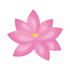 pink lotus flower
