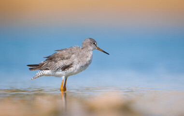 Common Redshank (Tringa totanus) is a migratory bird. It feeds on maggots and mollusks in wetlands in Asia, Europe, America and Africa.