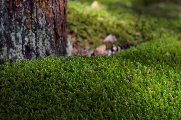 forest close up with green moss near the tree trunk as a wild nature background