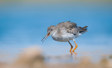Common Redshank (Tringa totanus) is a migratory bird. It feeds on maggots and mollusks in wetlands in Asia, Europe, America and Africa.