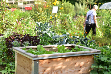 Raised bed of lettuce and vegetables