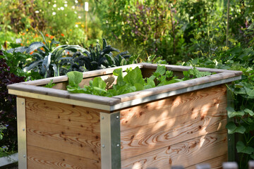 Raised bed of lettuce and vegetables