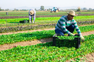 Confident Hispanic farmer harvesting young green leaves of field salad on farm plantation on sunny fall day