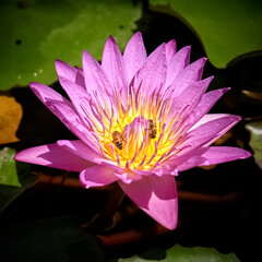 purple lily in the park close up