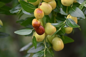 Jujube nuts. Rhamnaceae deciduous fruit tree.　
It has pale green flowers in early summer, and...
