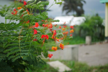 Peacock Flower (Caesalpinia pulcherrima) with blurry background